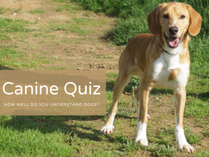 Dog Quiz