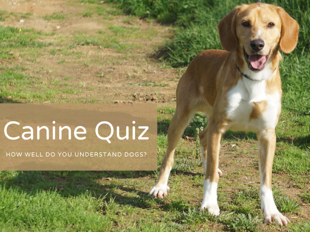 Canine Quiz