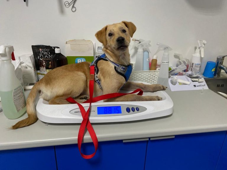 dog at vet