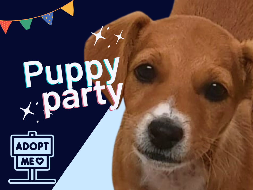 puppy party featured