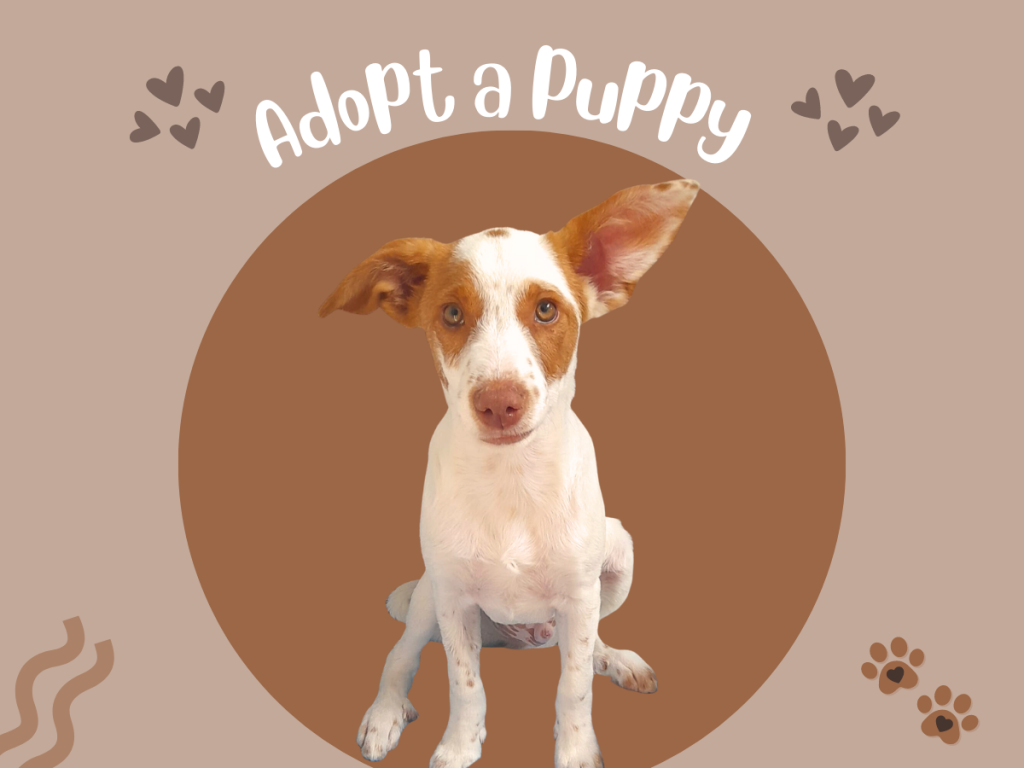 adopt a puppy featured image