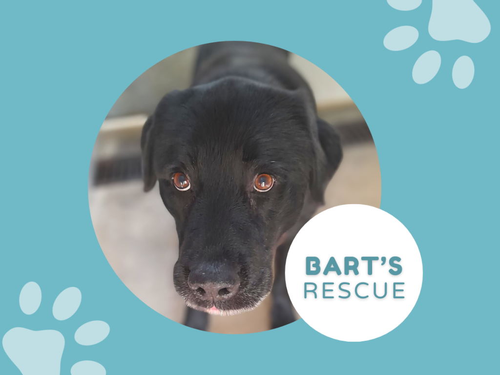 bart’s rescue featured image