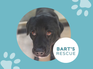 Rescue Dog Bart