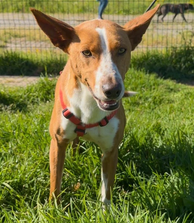 Copper