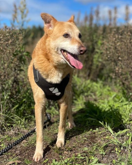 in shelter since 2022