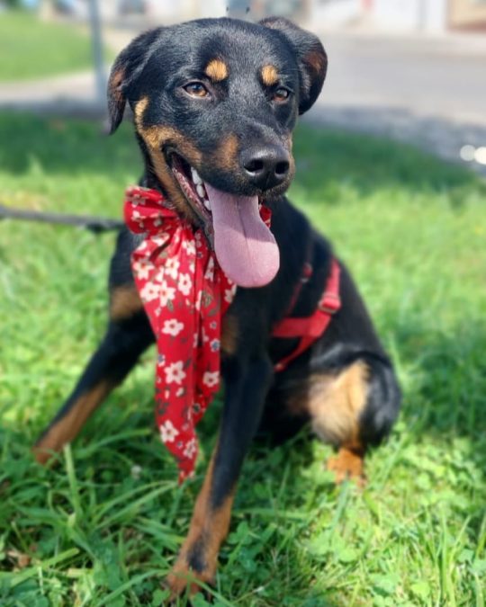 in shelter since 2023