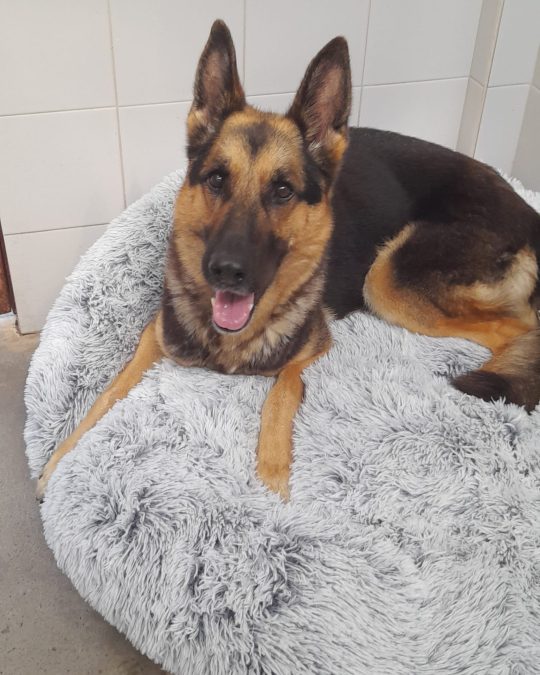 in shelter since 2024